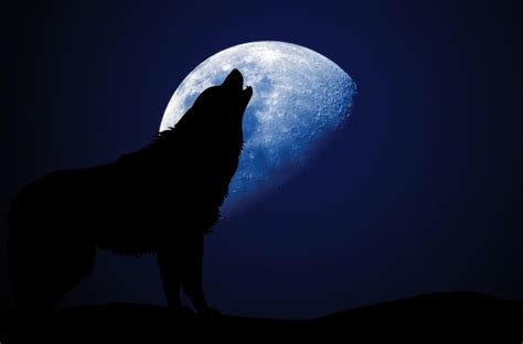 Wolf Howling Moon Silhouette Free Stock Photo Public Domain Pictures
