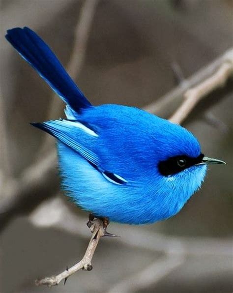 Top 10 Most Beautiful Blue Colored Birds In The World Buzzinnin
