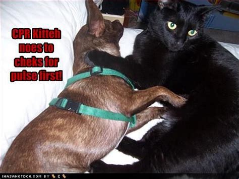 All photos gallery: Funny dogs and cats, funny cats hd ...