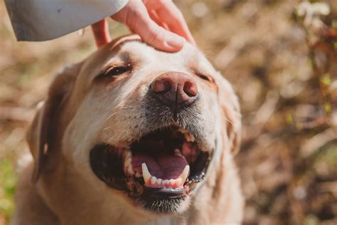 How To Pet A Dog Properly Highland Canine Training