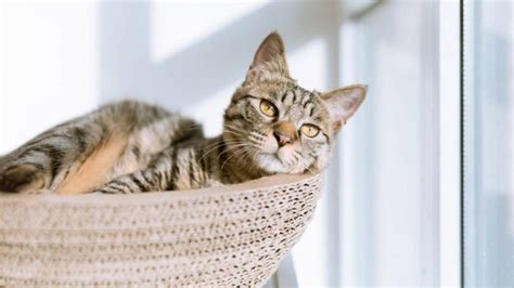 Cat Adoption A Guide To Bringing Home An Adult Cat