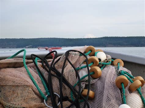 Nisqually Reach Aquatic Reserve Fish Sampling Winter 2012 Flickr