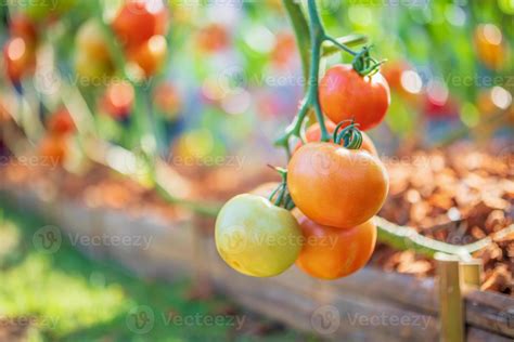 Fresh Red Ripe Tomatoes Hanging On The Vine Plant Growing In Organic