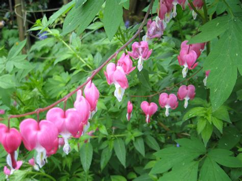 Discover and download free bleeding heart png images on pngitem. Bleeding Heart (With images) | Bleeding heart, Flower ...