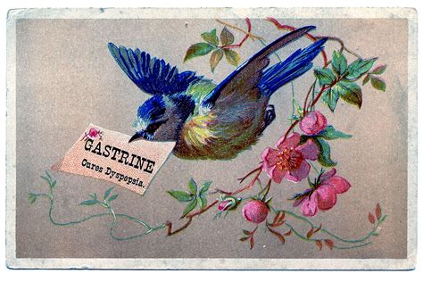 Vintage Clip Art Bluebird With Cherry Blossoms The Graphics Fairy