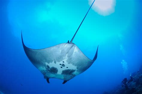 Worlds First Known Manta Ray Nursery Found In Northwestern Gulf Of Mexico