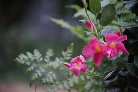 Differences Between Mandevilla And Dipladenia Plants Hunker