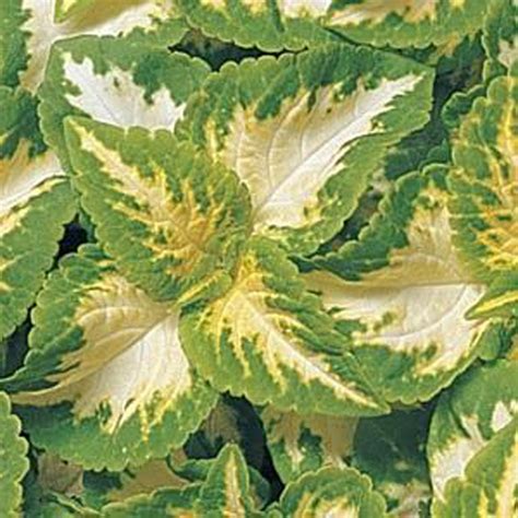 Coleus Wizard Jade Green Valley Garden Centre