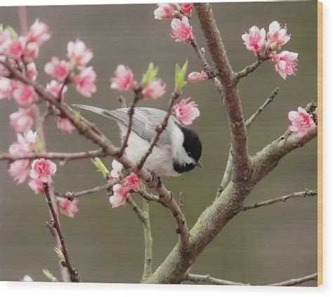 Chickadee In Spring Blossoms Wood Print By Rachel Morrison 16 X 125