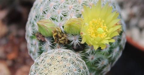 Dolor en muchas partes del cuerpo. El cactus pitayita, Mammillaria solisioides | Plantas