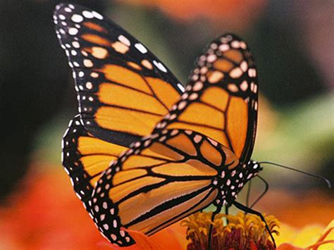 Monarch Butterfly Endangered Decision Near As Numbers