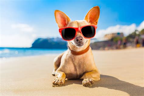 The dog days were the days when the dog star, sirius, rose just before sunrise. Awesomely Breezy Hawaiian Names and Their Meaning for a ...