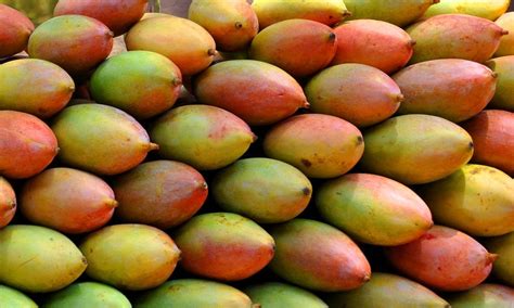 45 Different Types Of Mangoes Varieties Around The World Types Of All