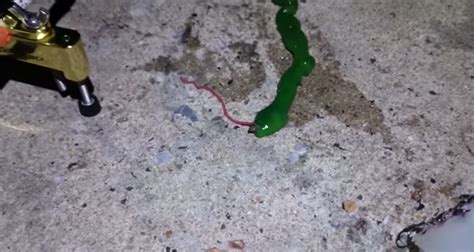 Watch A Bizarre Green Slime Beast Slithers Around Flicking Its Toxic