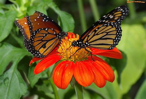 Zdjęcie Kwiat Motyle Czerwony