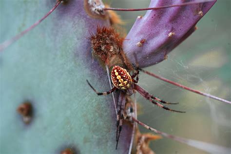 Neoscona Oaxacensis Western Spotted Orb Weaver In Pima County Just