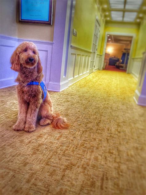 A funeral home staffer that provides a calming distraction | Therapy