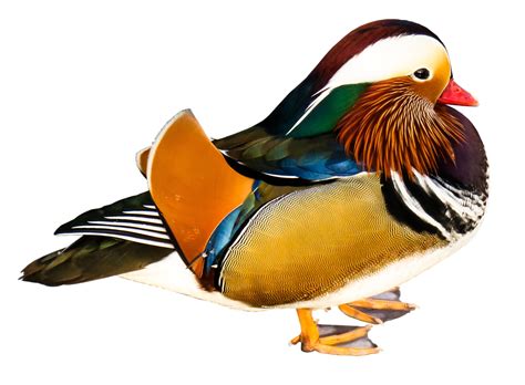 Some images are hidden because they can no longer be found or have been removed by the file host. Mandarin Ducks Transparent PNG Image Free - Free Templates