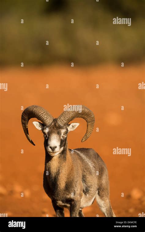 Mouflon Ovis Musimon Stock Photo Alamy
