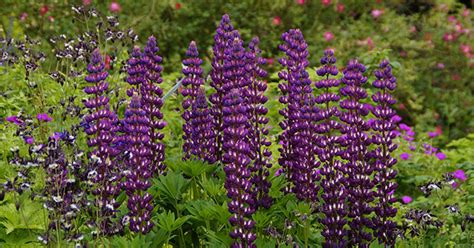 Perennial plants are defined as those that live for more than two years. Perennial Plants | Perennial Flower Plants