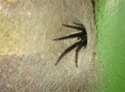 False widows, named because of their resemblance to the deadly black widow spider, are no. Doris the giant tube web spider keeps Whitstable ...
