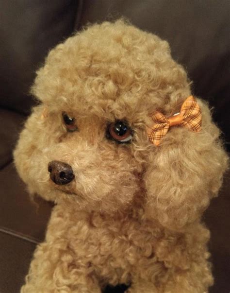 Brownie A Realistic Toy Poodle By Brigitte Crowe Tedsby