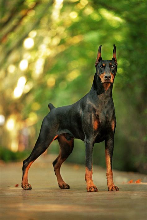 Doberman pinscher was created by louis dobermann, of apolda, germany, in the 1890s. Doberman Pinscher Dog Breed Info - Quiet Corner | Dog ...