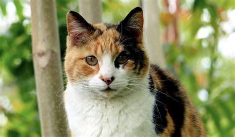 We did not find results for: 50 Purrfect Names For Calico Cats - Meowingtons