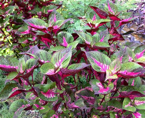 Ces plantes ornementales à feuillage attractif sont très faciles à cultiver. Shiso Perilla Magilla - Beefsteak Plant , Ji Soo , Wild ...
