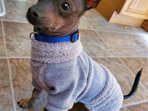 Adopted.... - Xoloitzcuintli Primitive Breed Rescue