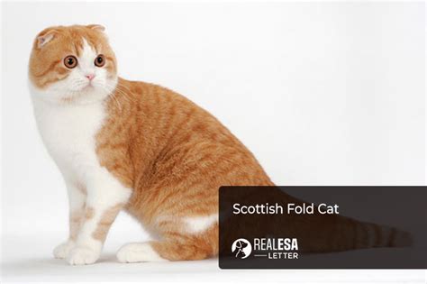 The Scottish Fold Cat Breed A Complete Profile