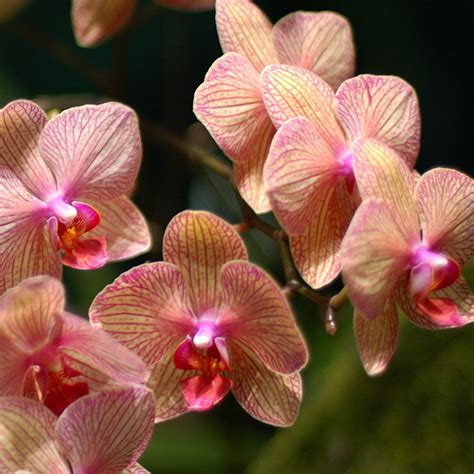 Moth Orchid Phalaenopsis Orchid Indoor Care Problems With Solutions