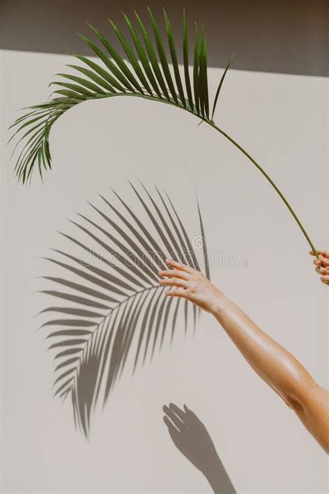 Palm Branch In Hand Casts Interesting Shadow On Wall Stock Image