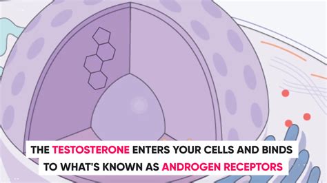 Testosterone Androgen Receptors Steroids Gravity Transformation