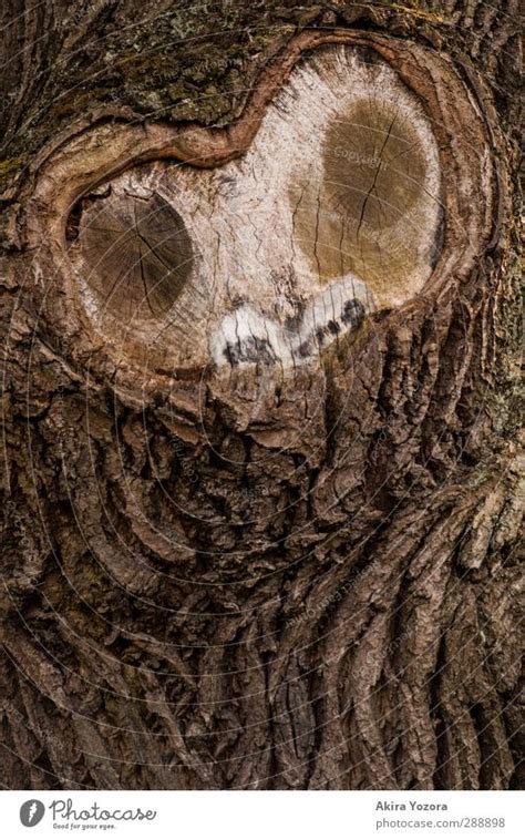 Oo Tree Tree Bark Face A Royalty Free Stock Photo From Photocase