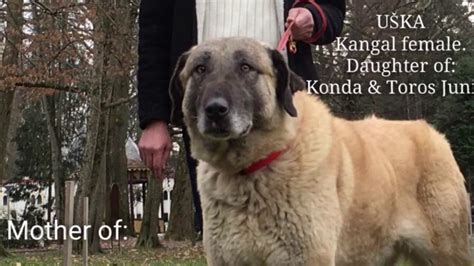 Yes, and it can be measured scientifically. Proto Dogs - Our Kangal Bloodline - YouTube