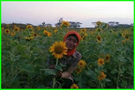 Bunga matahari jenis giant sungold ini mempunyai bentuk kelopak bunga yang terlihat seperti bunga ganda. Beberapa Taman Bunga Matahari Terindah di Pulau Jawa ...