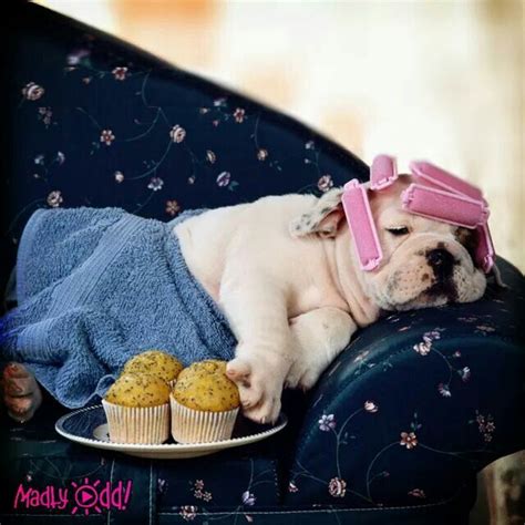 Pin By Rita Schwartz On Goodnight Cute Animals Pugs Adorable