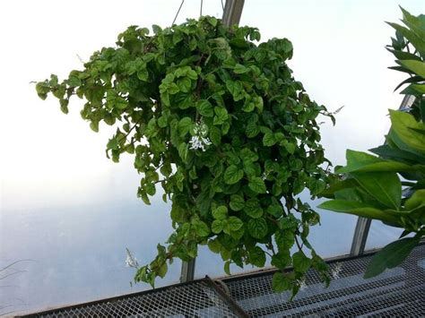 Swedish Ivy Grown Indoors Foliage Plants Plants Growing Indoors