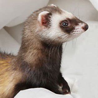 Love to dig, so be. Small Pet Setups: Housing & Accessories | PetSmart