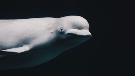 beluga whales welcome lone narwhal into their pod preaching today