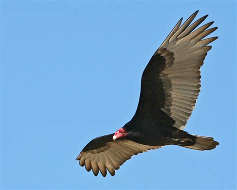 Maybe you would like to learn more about one of these? Turkey Vulture, Morro Strand State Park Beach, Morro Bay ...