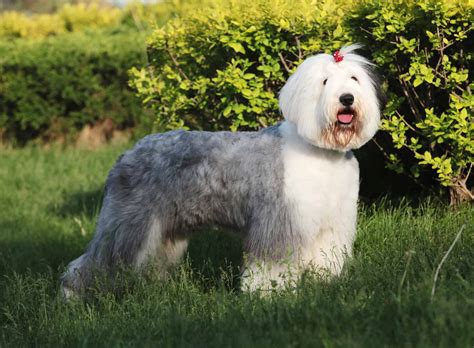 Old English Sheepdog Can A Lovable Shaggy Dog Be Aggressive K9 Web
