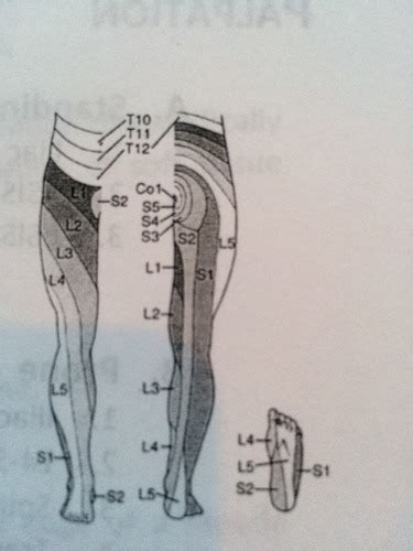 Lower Limb Dermatomes And Myotomes Flashcards Quizlet Porn Sex Picture