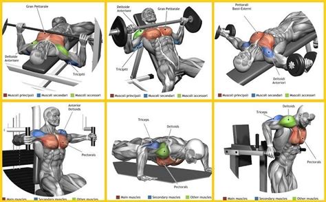 6 Best Chest Exercises Forearm Workout Workout Training Programs