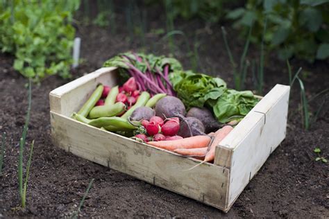 Niki's 6 vegetable gardening tips: Is it possible to live off vegetables and fruit from your ...