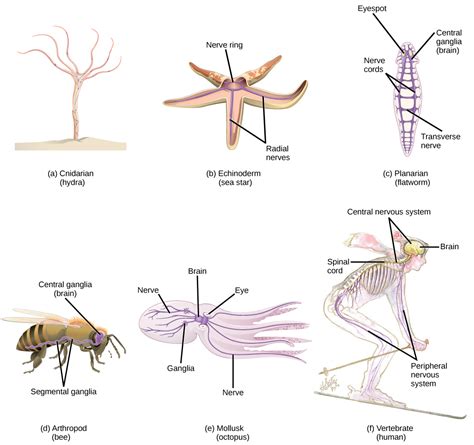 Components Of The Nervous System Biology For Majors Ii