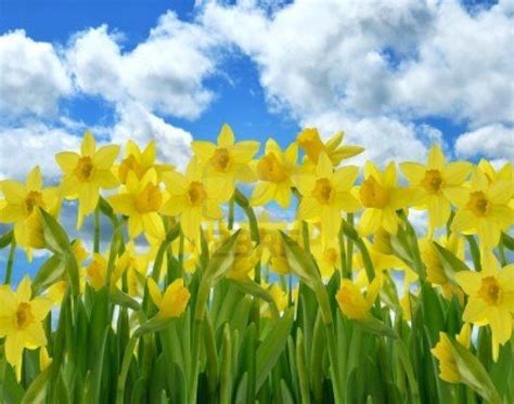 Fresh Flowers Daffodils Desktop Wallpaperfree Daffodils Pictures Of