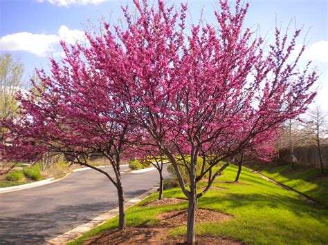 Unique and irregular branching patterns. From The Jardin Encantado: Redbud Tree