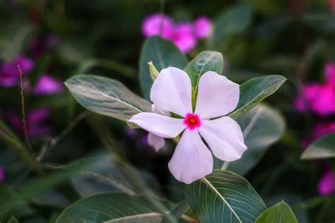 Periwinkle Flower Meaning Symbolism And Colors